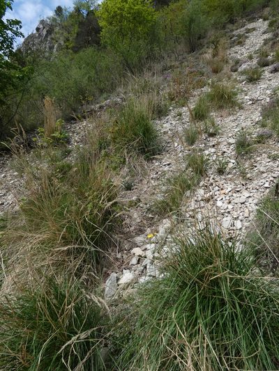 Achnatherum calamagrostis, photographed by Yves Bas