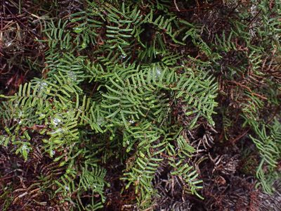Gleichenia alpina, photographed by Javier