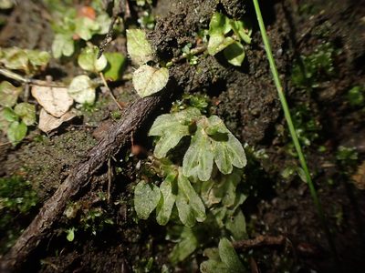 Symphyogyna hymenophyllum, photographed by Javier