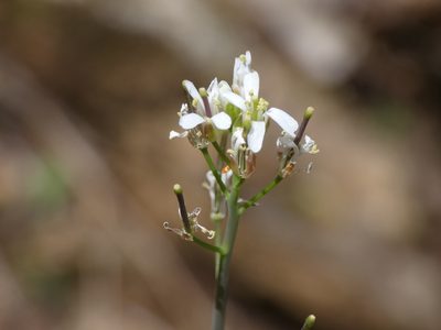 Fourraea alpina, photographed by Yves Bas