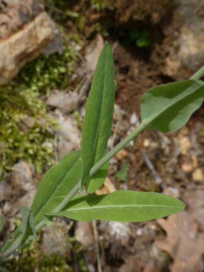 Fourraea alpina, photographed by Yves Bas