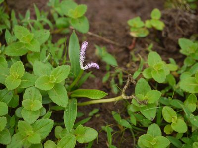 Aponogeton satarensis, photographed by Dinesh Valke