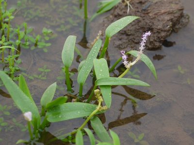 Aponogeton satarensis, photographed by Dinesh Valke