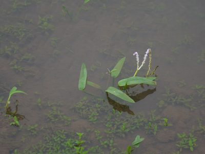 Aponogeton satarensis, photographed by Dinesh Valke