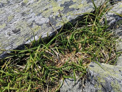 Carex bigelowii, photographed by Jens-Christian Svenning
