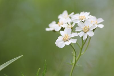 Achillea impatiens, photographed by Marina Potapova