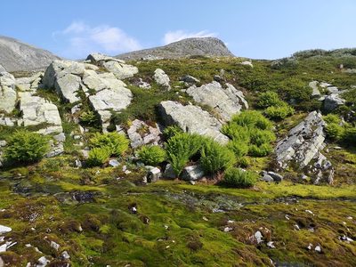Pseudathyrium alpestre, photographed by Jens-Christian Svenning