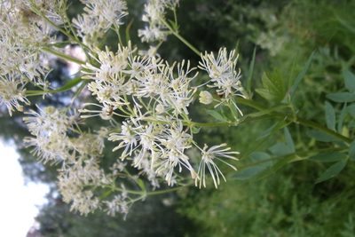 Thalictrum flavum, photographed by Оксана Серикова