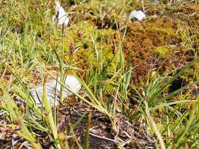 Carex magellanica, photographed by Jens-Christian Svenning
