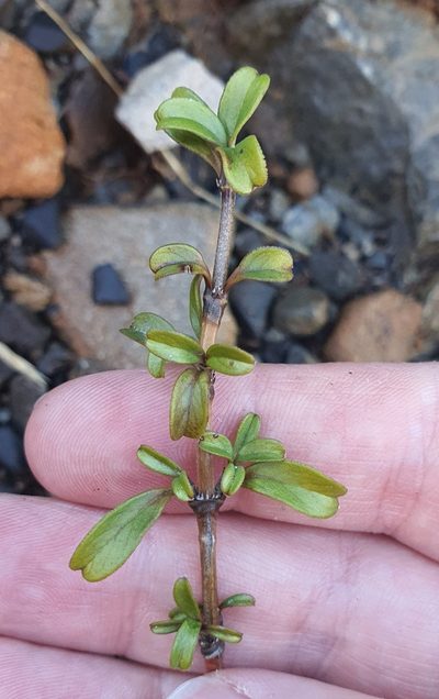Coprosma crenulata, photographed by Katie Jenkins