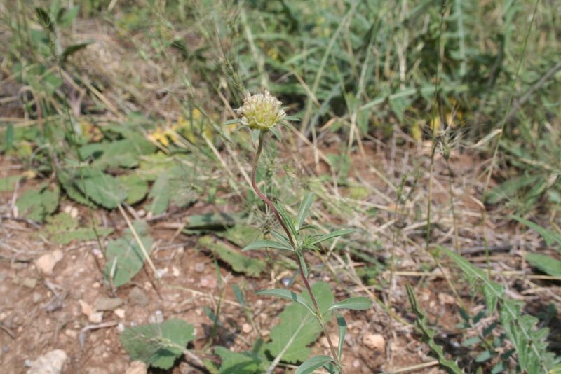 Lomelosia rotata, photographed by Edmundas Greimas