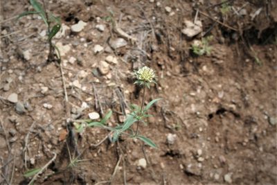 Lomelosia rotata, photographed by Edmundas Greimas