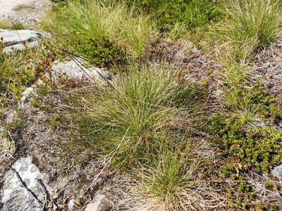 Nardus stricta, photographed by Jens-Christian Svenning