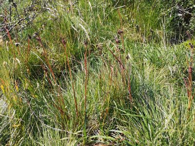 Luzula multiflora, photographed by Jens-Christian Svenning