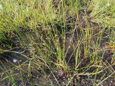 Juncus filiformis, photographed by Jens-Christian Svenning