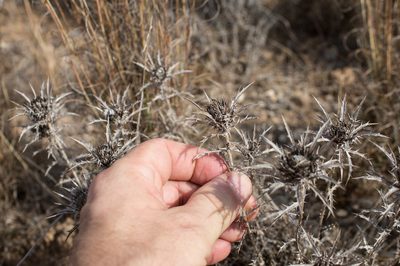 Atractylis humilis, photographed by Tim Johnson