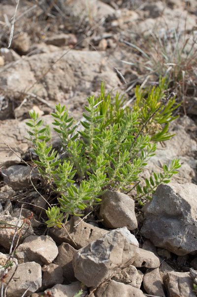 Chiliadenus glutinosus, photographed by Tim Johnson