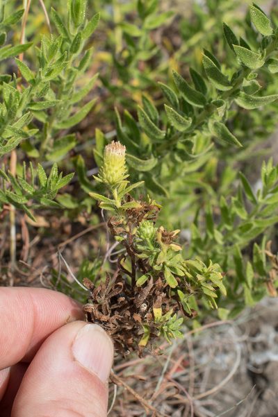 Chiliadenus glutinosus, photographed by Tim Johnson
