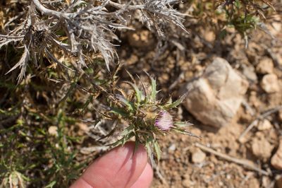 Atractylis humilis, photographed by Tim Johnson