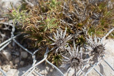 Atractylis humilis, photographed by Tim Johnson