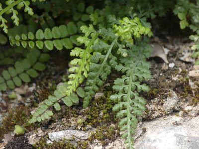 Asplenium fontanum, photographed by Yves Bas
