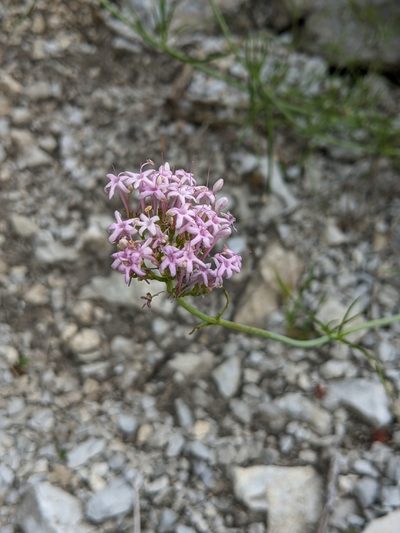 Valeriana nevadensis, photographed by Denis Bastianelli