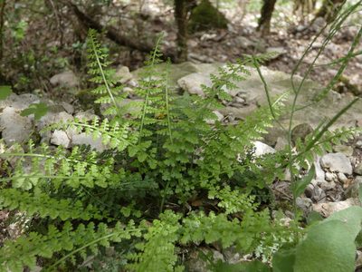 Asplenium fontanum, photographed by Yves Bas