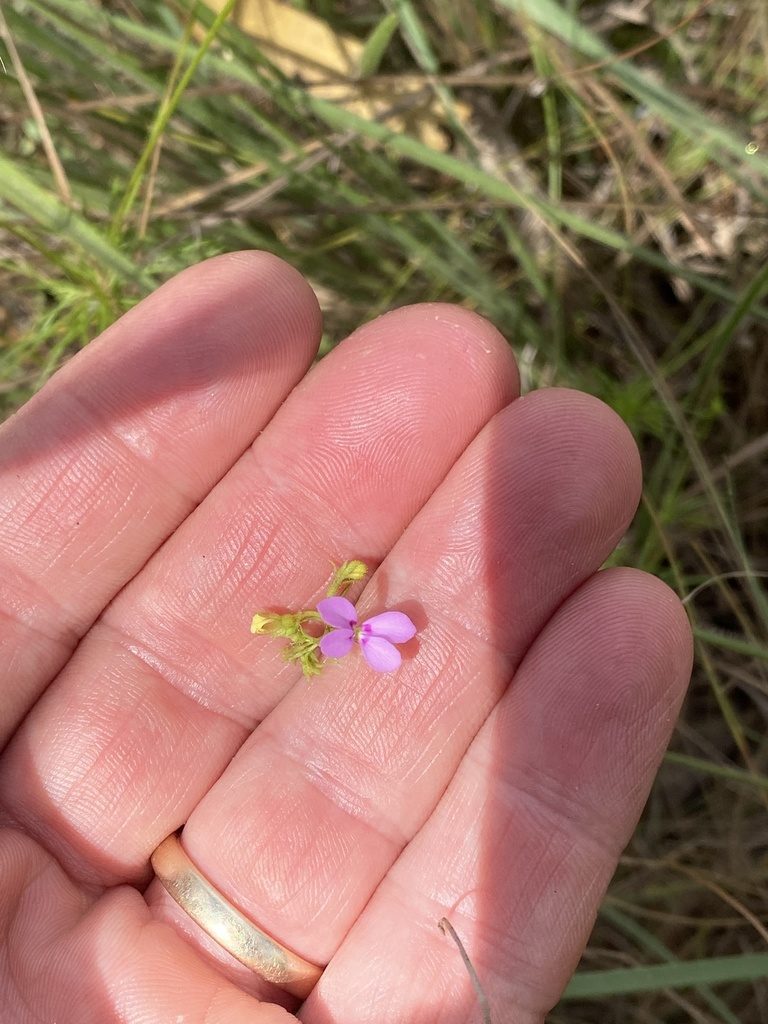 Stylidium clarksonii, photographed by Richard Fuller