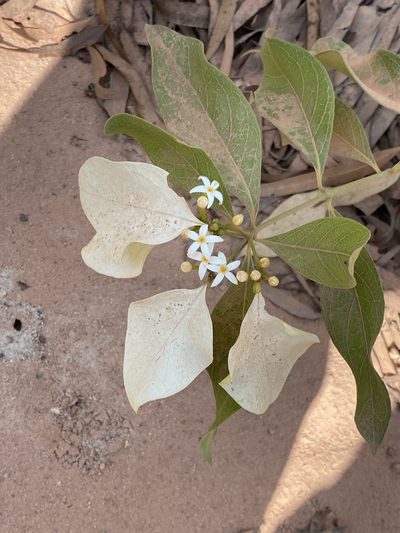 Coelospermum decipiens, photographed by Richard Fuller