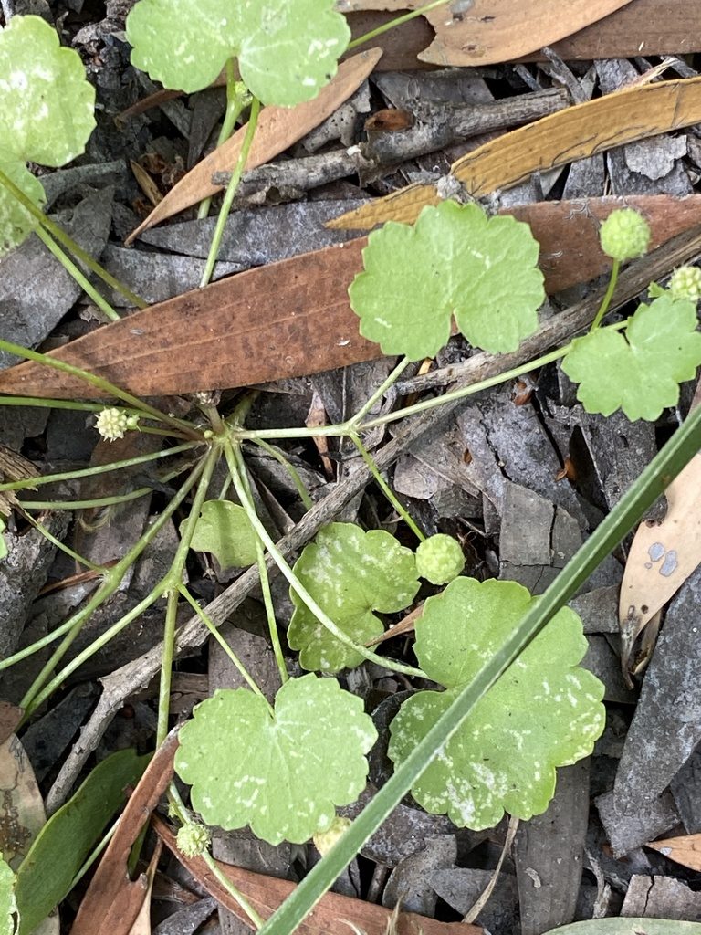 Hydrocotyle tumida, photographed by Richard Fuller
