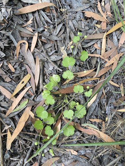 Hydrocotyle tumida, photographed by Richard Fuller