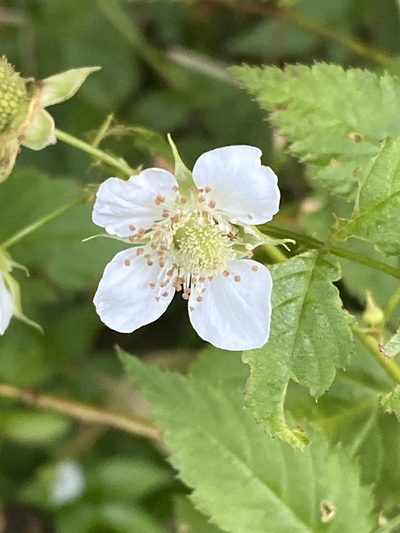 Rubus queenslandicus, photographed by Richard Fuller