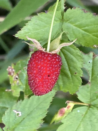 Rubus queenslandicus, photographed by Richard Fuller