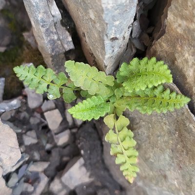 Woodsia alpina, photographed by Алексей Ябс