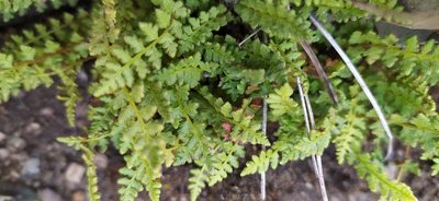 Woodsia alpina, photographed by Алексей Ябс