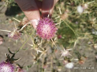 Centaurea iberica, photographed by Tandoğan ORUZ