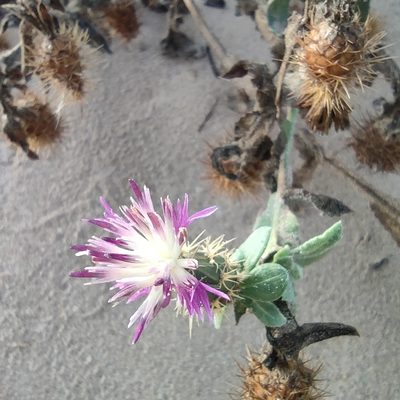 Centaurea seridis, photographed by Daniel Heras González