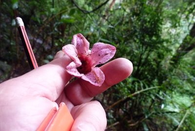 Brachychiton discolor, photographed by Colin Meurk