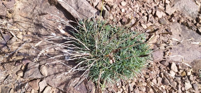 Dianthus acicularis, photographed by Алексей Ябс