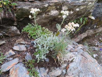 Achillea clavennae, photographed by Marco Mussita