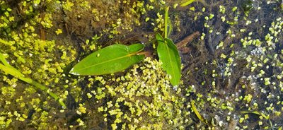 Sagittaria natans, photographed by Алексей Ябс