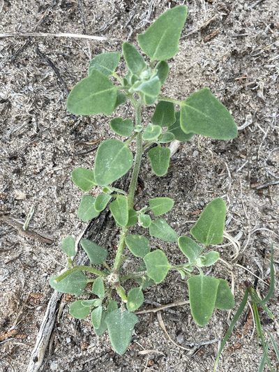 Chenopodium incanum, photographed by Bobby McCabe