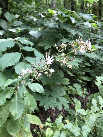 Lactuca bourgaei, photographed by stolbovsky