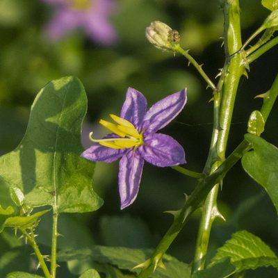 Solanum trilobatum, photographed by Paulmathi Vinod