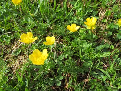 Ranunculus montanus, photographed by Marco Mussita