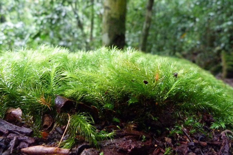Pyrrhobryum paramattense, photographed by Colin Meurk