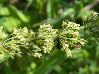 Rumex verticillatus, photographed by Tom Scavo