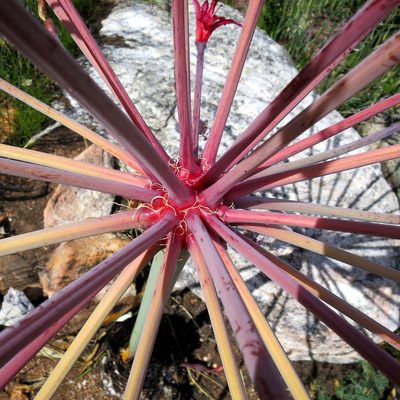 Brunsvigia josephinae, photographed by Di Turner