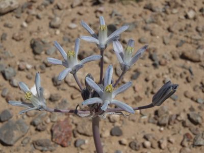 Androstephium breviflorum, photographed by Jim Morefield
