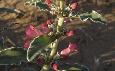 Penstemon albomarginatus, photographed by Jim Morefield